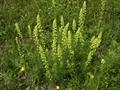 Reseda Lutea